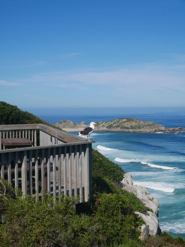 About the Robberg Nature Reserve to Knysna