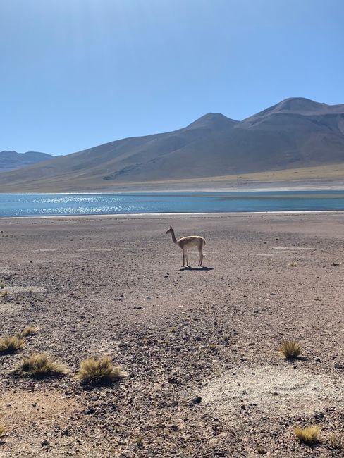 Vicuñas at the lagoon