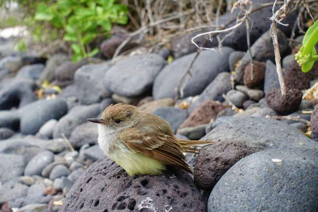 "This is probably the most beautiful bird shit I have ever seen in my life" - Cruise through the Galapagos Islands