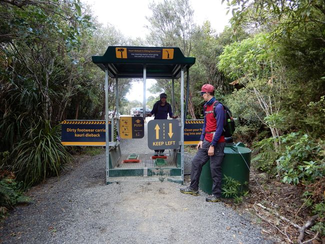 Cleaning shoes is essential for every hike to protect the Kauri trees.