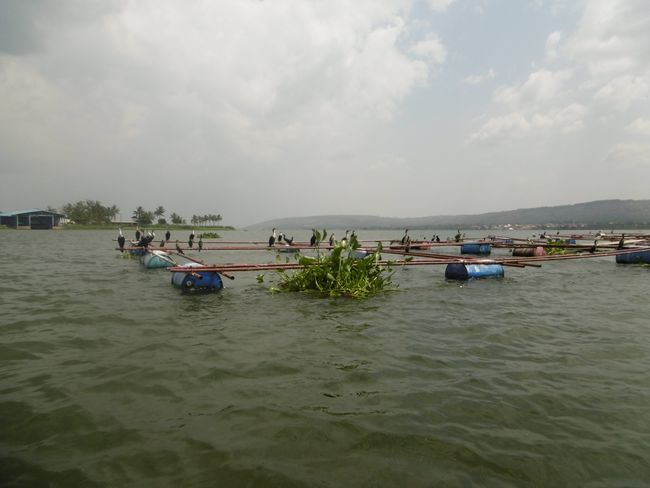 Aquaculture on Lake Victoria