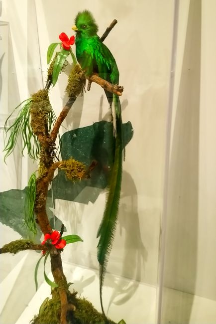 Der Quetzal. Mal schauen, ob ich den auch mal in echt entdecken kann. 