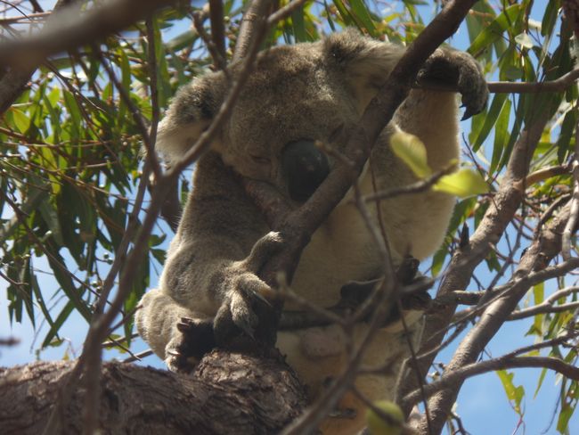 Koala at The Forts