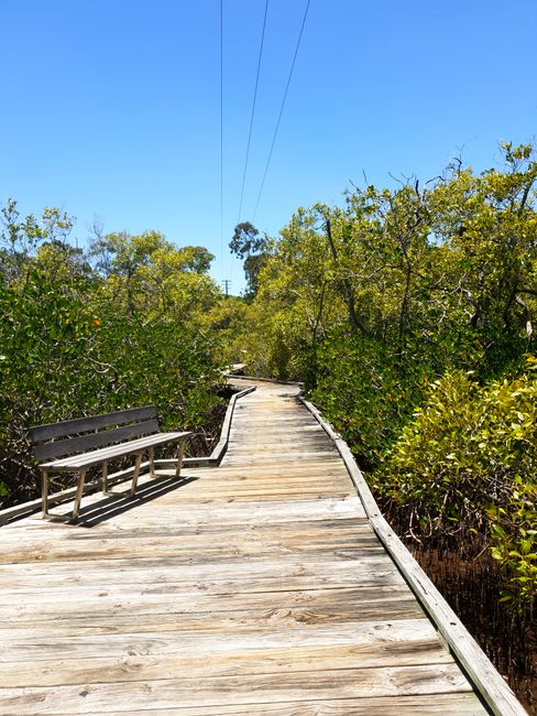 Mangroven Boardwalk