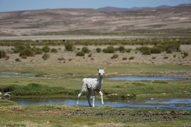 Anialwch Atacama a Llyn Halen Uyuni