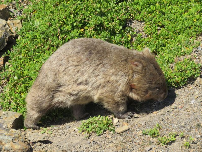 Knuddelbär, äh Wombat