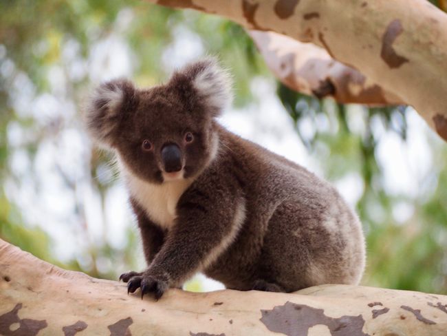 Mini-Koala <3 <3 just adorable!
