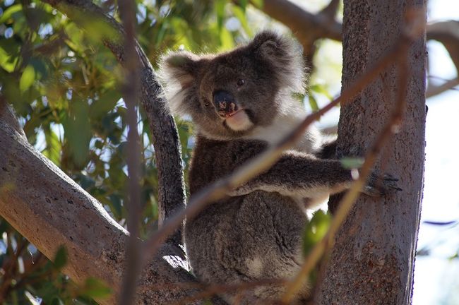awake Koala