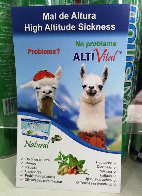 So we get some insider tips from knowledgeable alpacas.