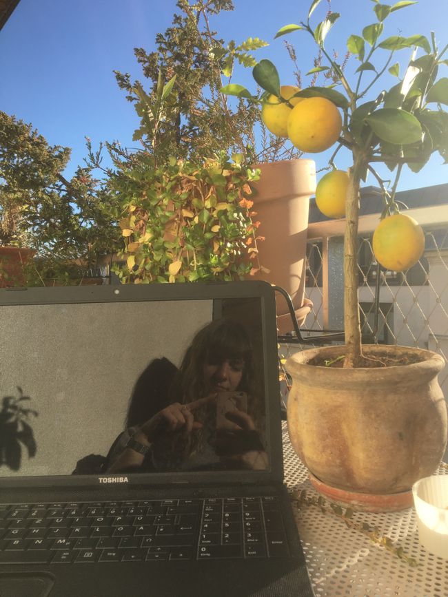 Sonne und Zitronenbaum
