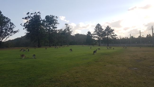 There were many kangaroos at this golf club.
