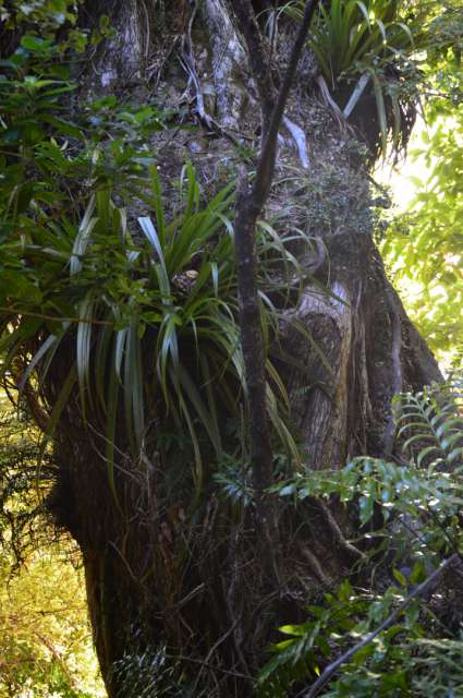 Abel Tasman Nasionale Park