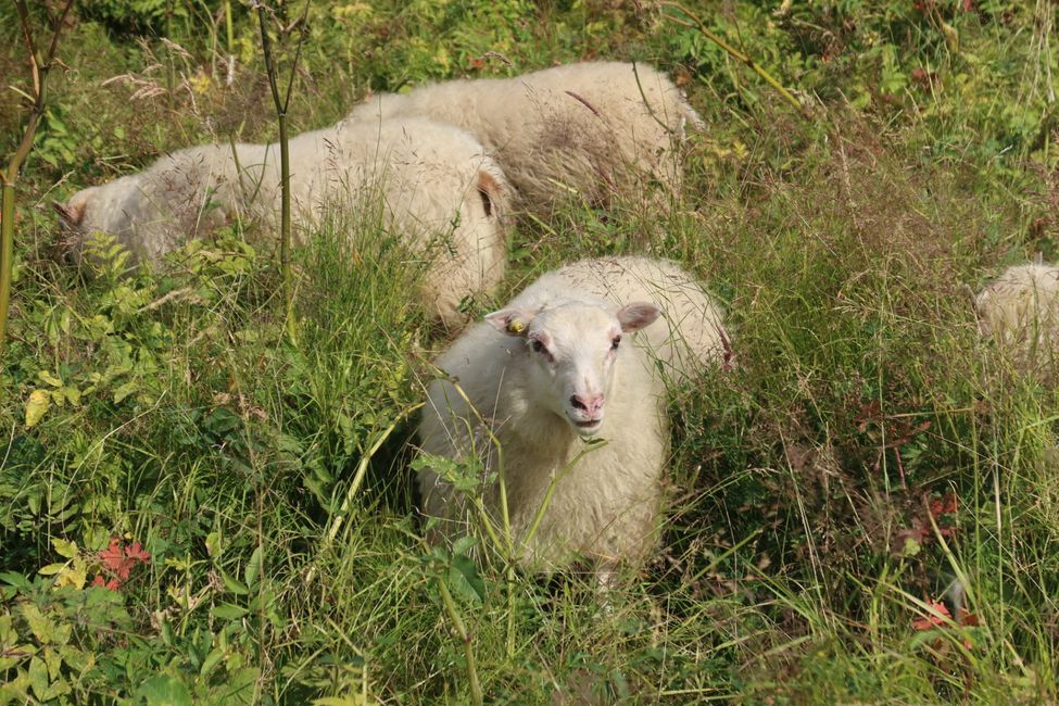 Schafe auf dem Weg