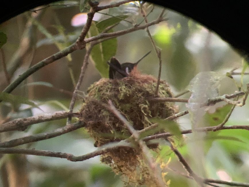 Hummingbird on its Nest
