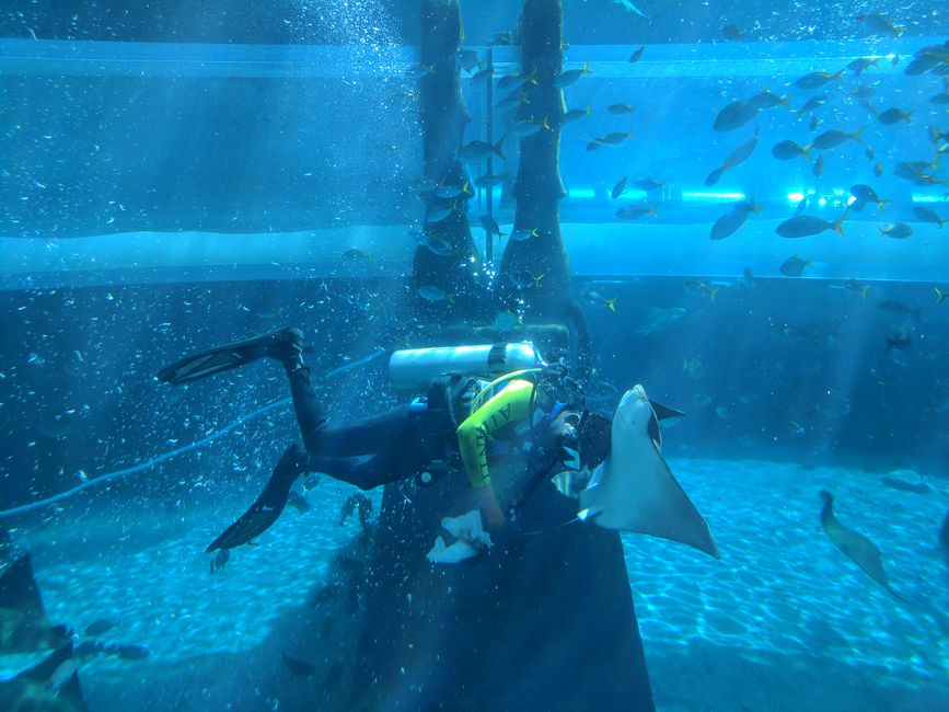 Aquaventure Waterpark - Shark Attack Slide