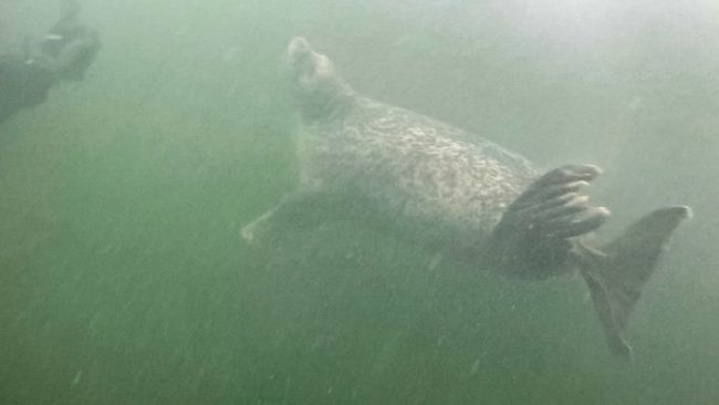 Day 55 - Diving with Seals in Rostock