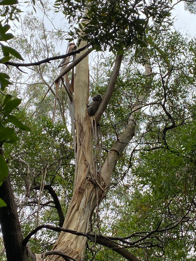 Koala in Tower Hill Reserve