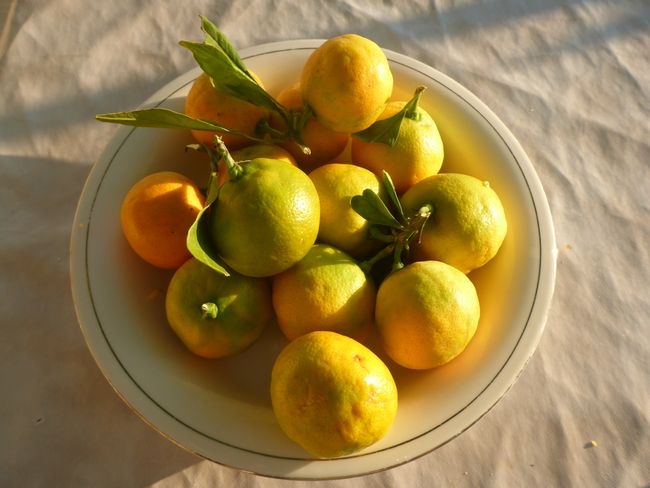 Mandarinen Geschenk aus dem Garten