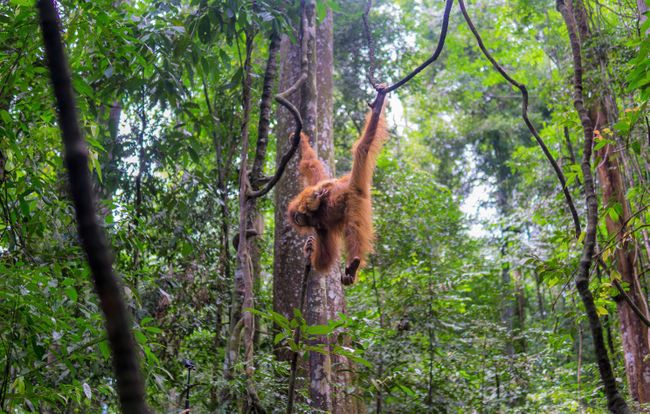 Orangutan Mother