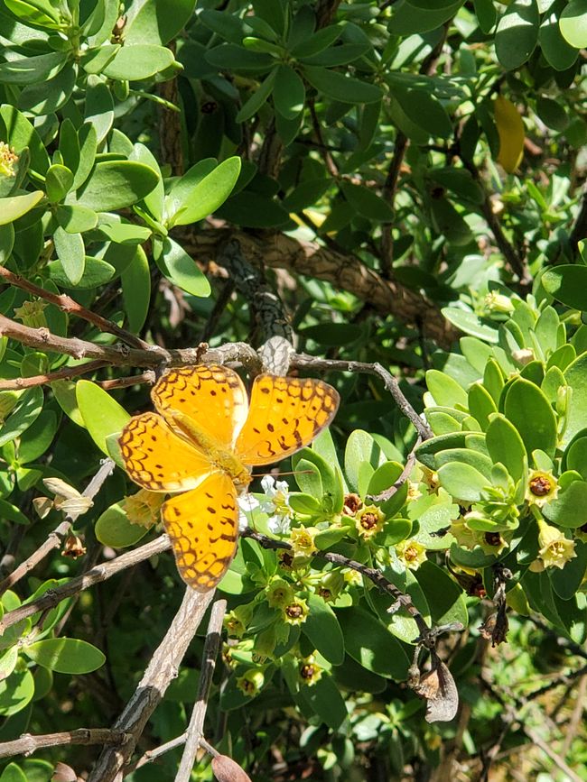 Schmetterlinge neben uns im Baum 