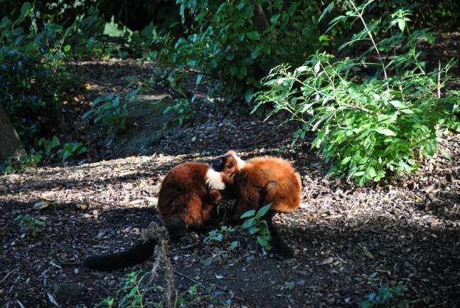 Dublin Zoo (25.09.2016)