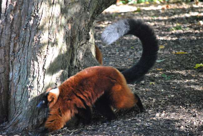 Dublin Zoo (25.09.2016)