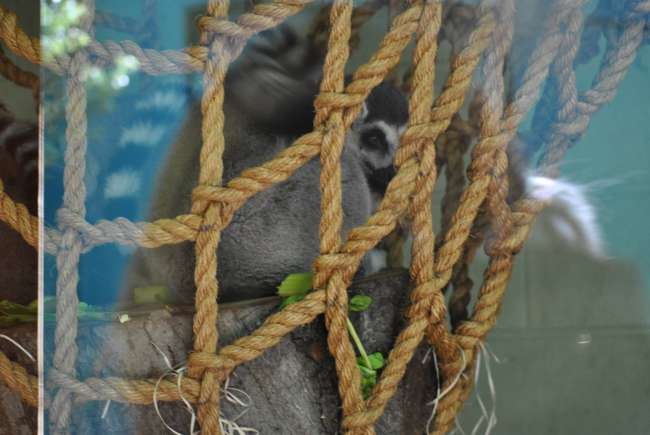 Katta (Lemur) kennt man aus Madagascar