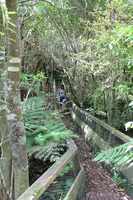 Otago Halbinsel - Glenfalloch garden