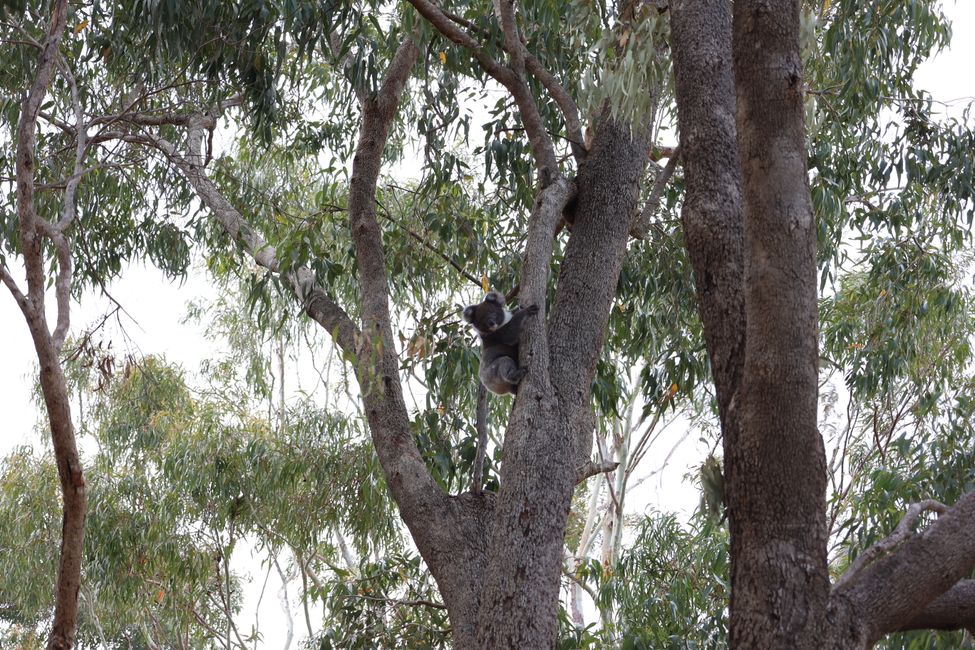 Koala at Kangaroo Island