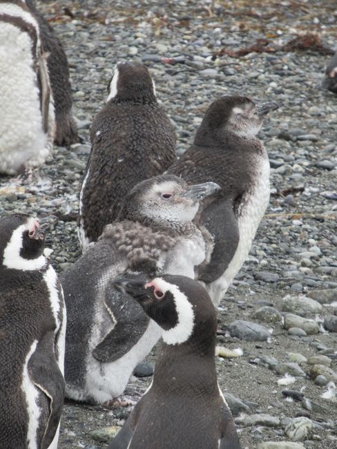 Tucker Insern - Magellan-Pinguine