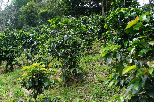 In the coffee triangle of Colombia - Salento