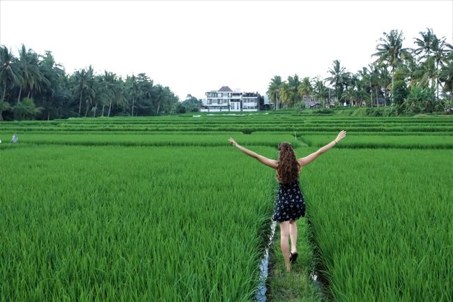 ...in the rice field