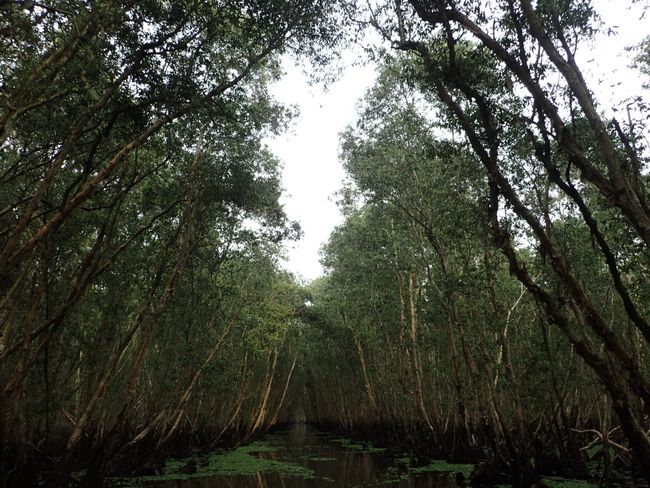Mangrove forest in the Mekong Delta
