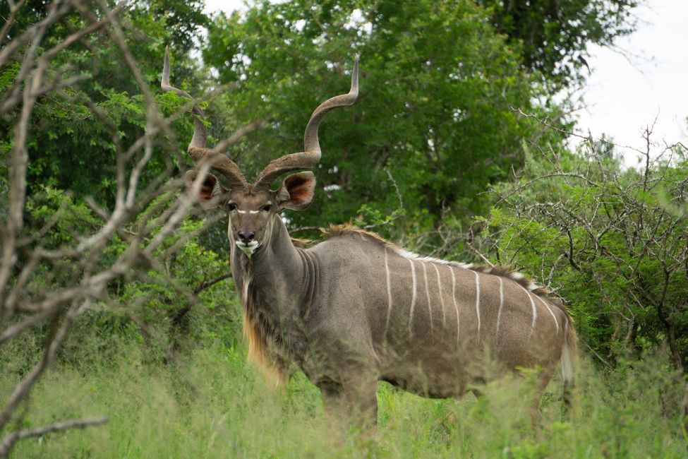 Kudu 