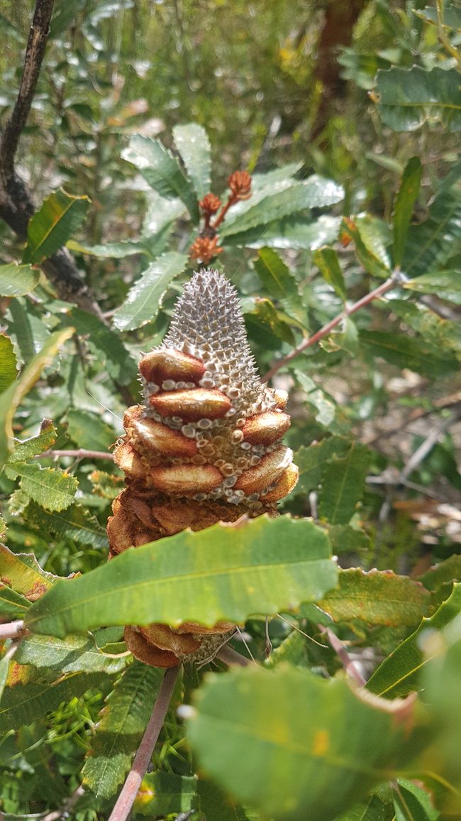 Eine Banksia, deren Samenkapseln sich nach Buschfeuern öffnen