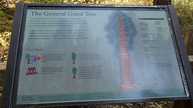 Kings Canyon Nationalpark - General Grand Tree