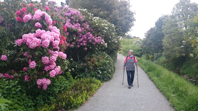Stephanie among four-meter-high rhododendrons.