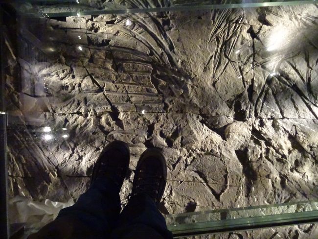 Fossilien im Boden des Museums