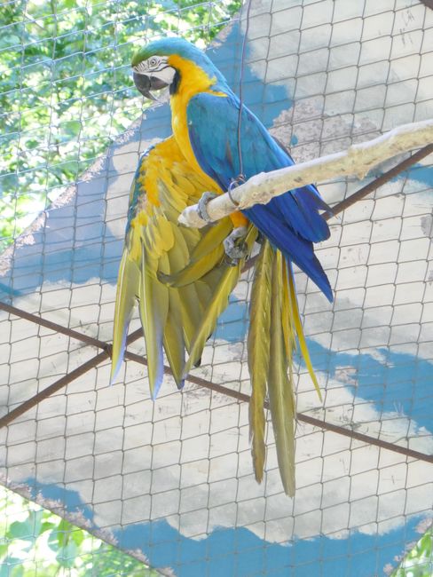 Papagei (Auffangstation GüiráOga)