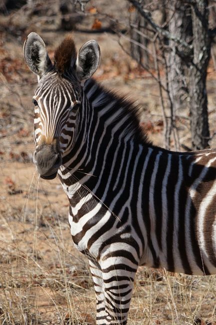 Matopos, Kruger National Park and Johannesburg