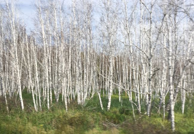 Birch forests as far as the eye can see, although in this area many are turning into swamps due to climate change.