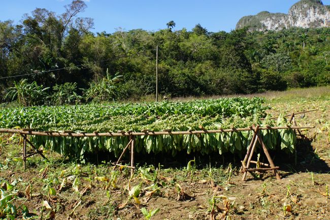 Auf den Tabakfeldern der Welt - Natur pur in Viñales!