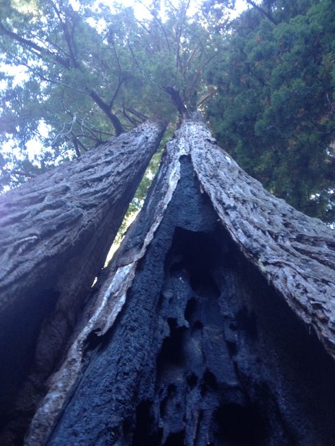 Roadtrippin' West: PCH und die Redwoods