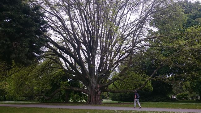 Botanic Garden: another tree giant. 
