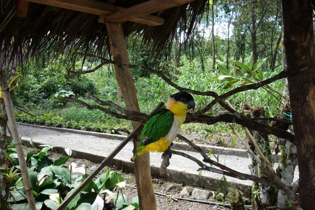 Tierpark in den Bergen um Quito