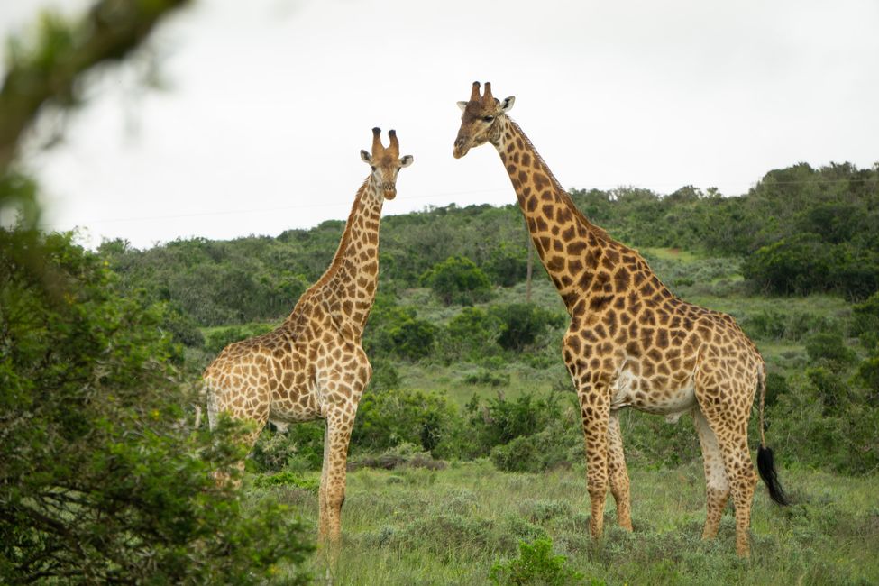 Giraffes up close 😍