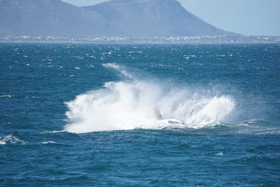 Hermanus ♥️