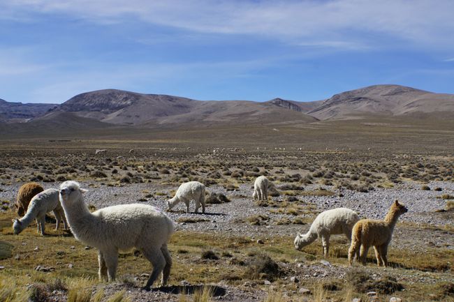 Peru: Wandern mit den 'Sexy Lamas'