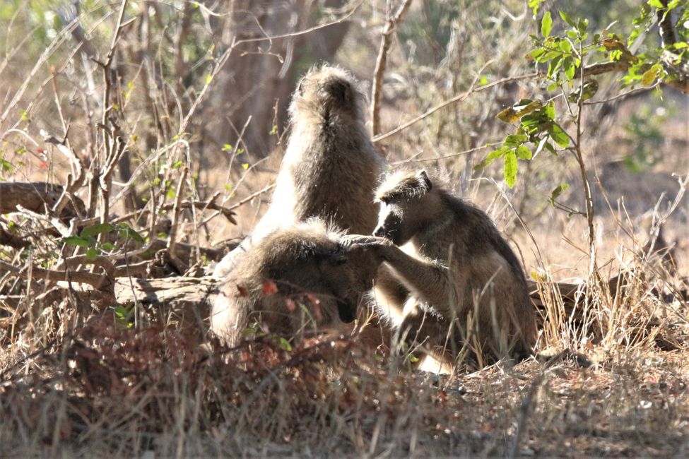 15 uru: Kruger NP uksat Marloth Park uksaruw sarapxi