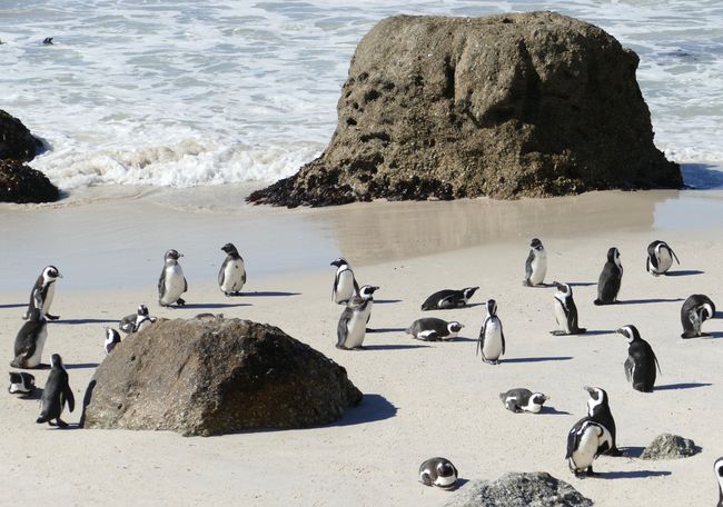 Tag 2 Afrikanische Pinguine am Boulders Beach